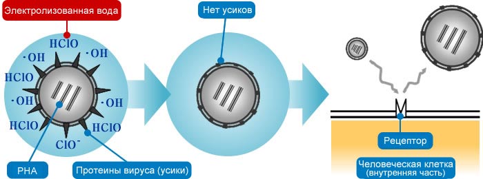 SANYO использует ионы хлора, присутствующие в водопроводной воде, для получения электролизованной хлорноватистой кислоты с помощью электролиза.